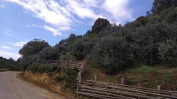Фотографии Виллы mandarinis da fexoias bagi г. Батуми (Грузия) №4 Фото Виллы mandarinis da fexoias bagi г. Батуми 4