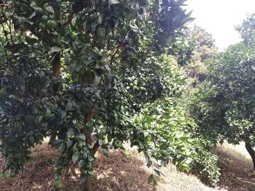Фотографии Виллы mandarinis da fexoias bagi г. Батуми (Грузия) №1 Фото Виллы mandarinis da fexoias bagi г. Батуми 1
