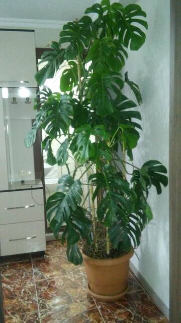 Фото номера Номер-студио (для 2 взрослых) Гостевой дом Guesthouse Gorgasali 55 г. Батуми 11