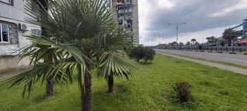 Фото номера Апартаменты с видом на море Апарт-отели FIRST LINE SEA VIEW APARTMENT г. Батуми 28