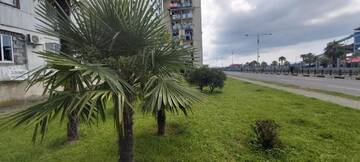 Фото номера Апартаменты с видом на море Апарт-отели FIRST LINE SEA VIEW APARTMENT г. Батуми 7