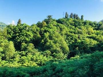 Фото номера Вилла с 3 спальнями Виллы GREEN CAPE VILLA г. Батуми 21
